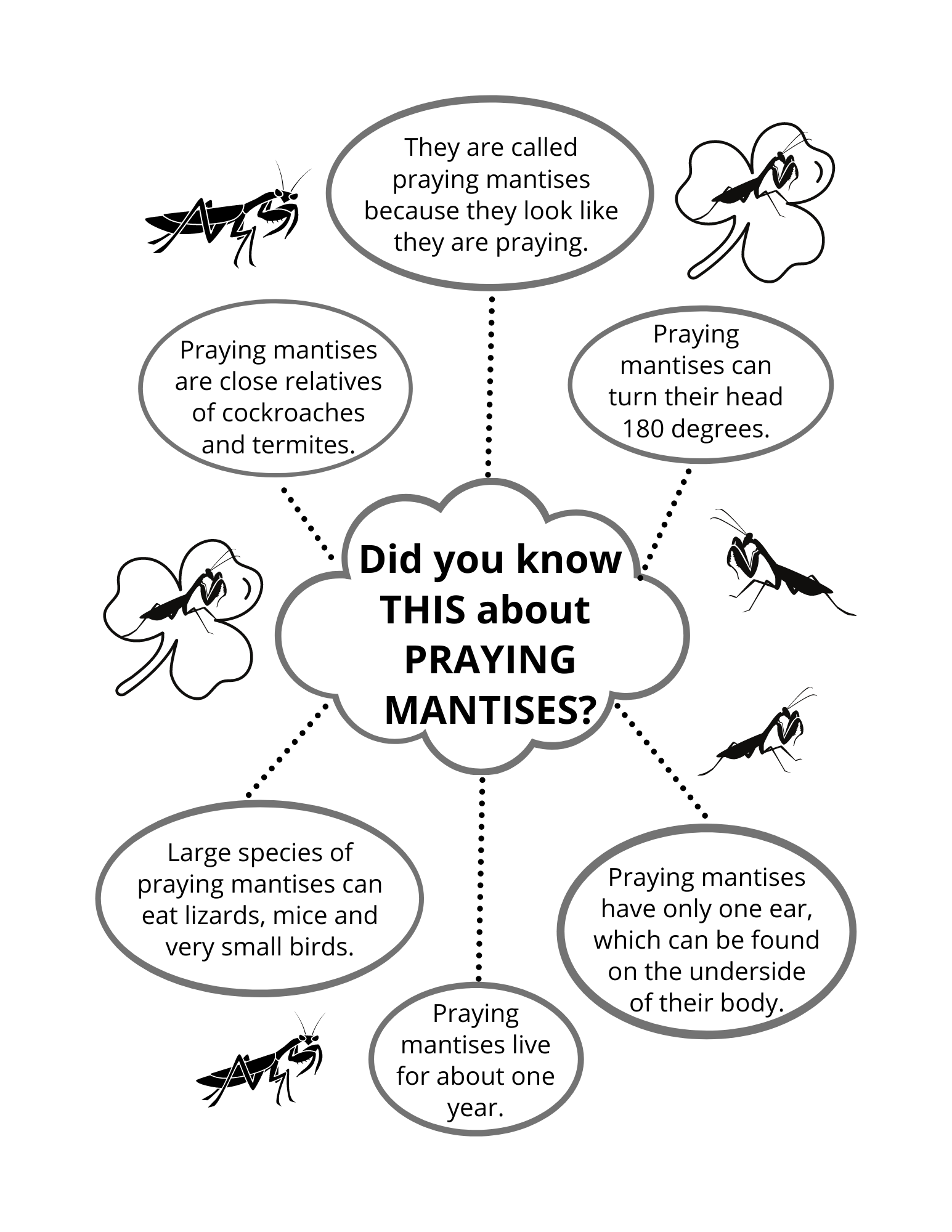 Bugs & Insects Activity Book