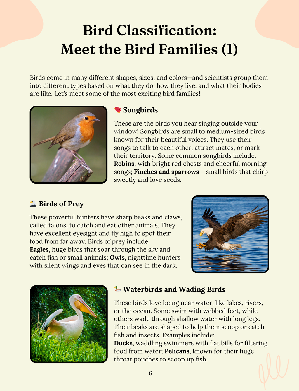 Beautiful Birds: The Masters of the Air