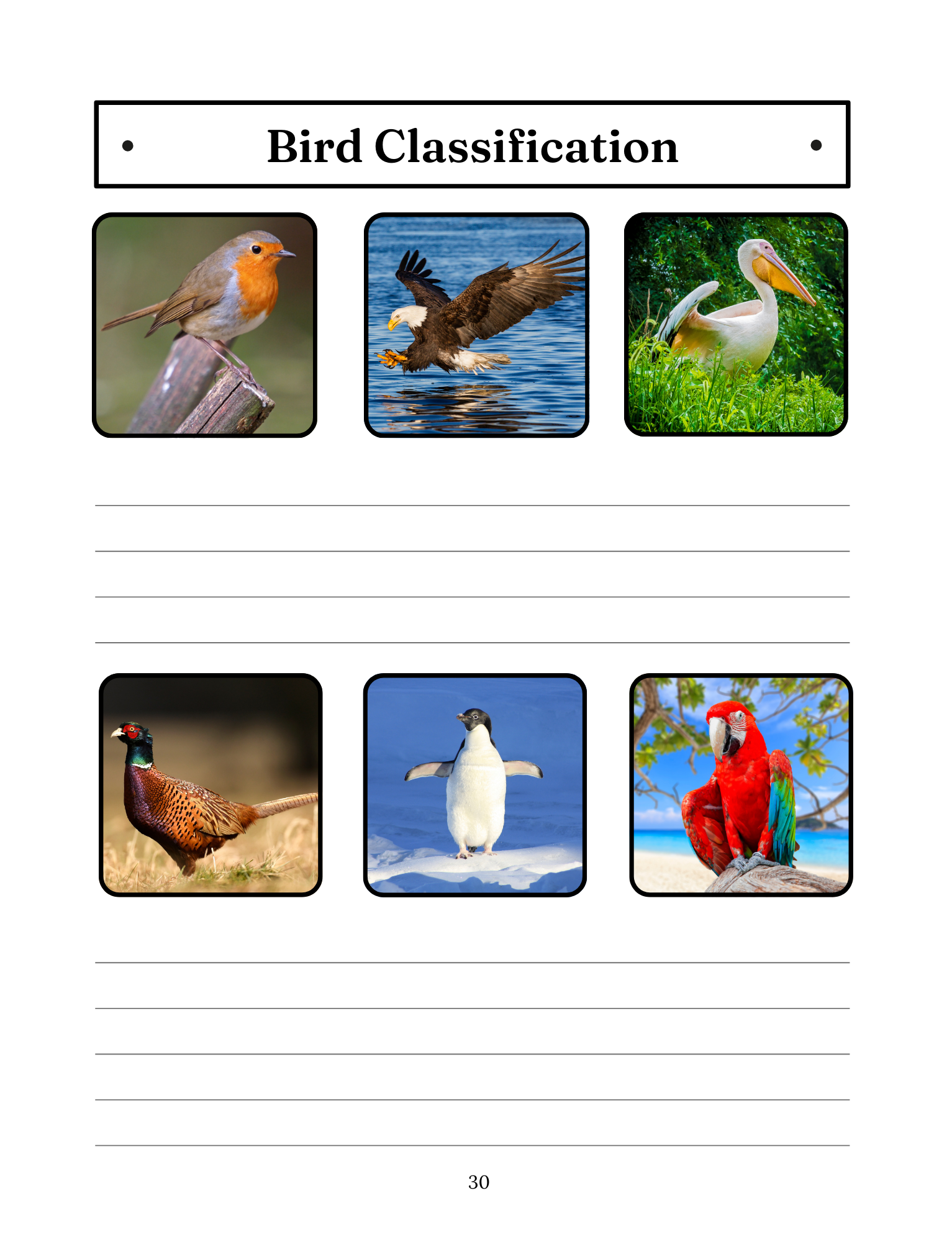 Beautiful Birds: The Masters of the Air