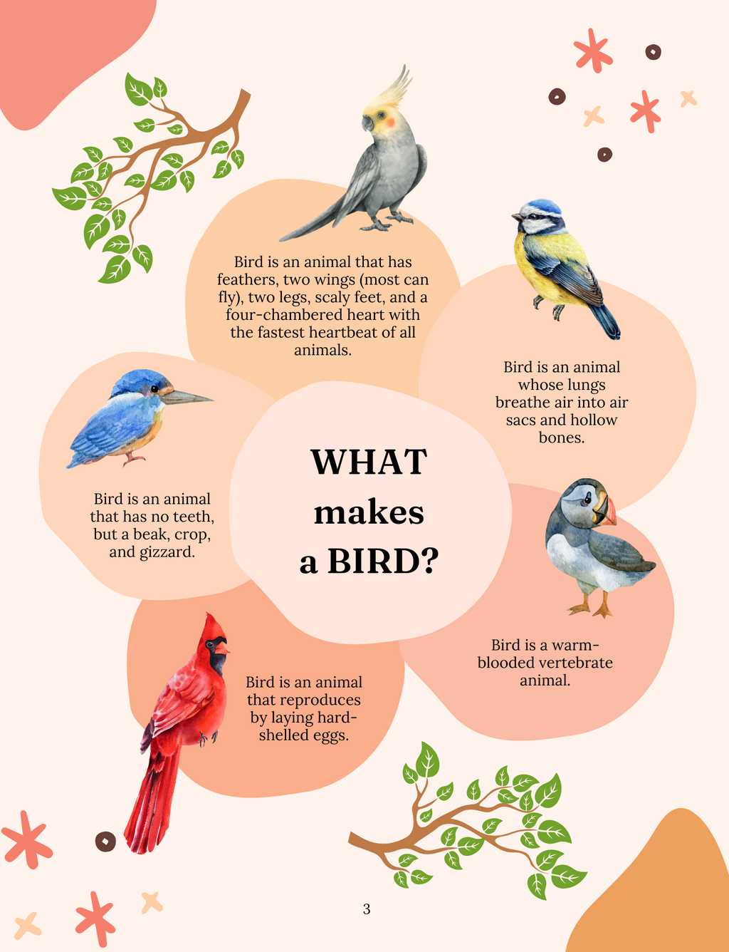 Beautiful Birds: The Masters of the Air