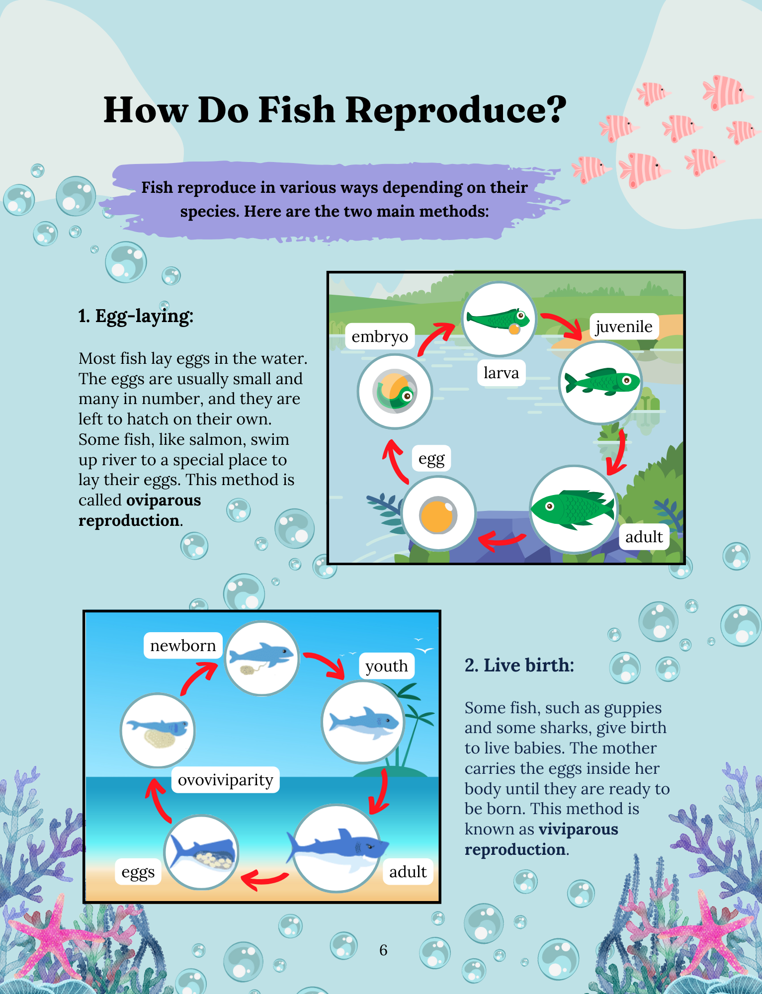 Fascinating Fish: The Aquatic Wonders