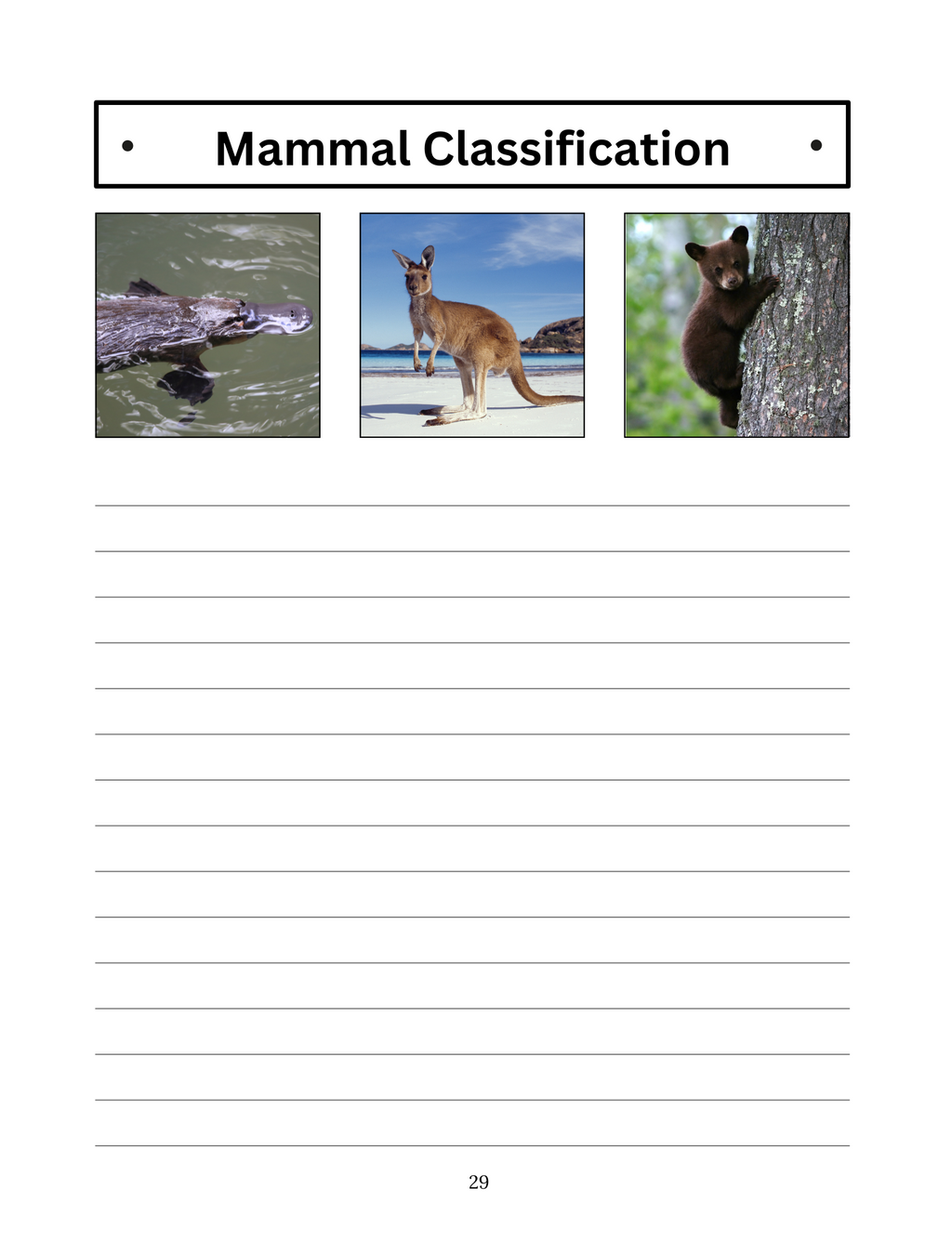 Marvelous Mammals: Our Furry Friends