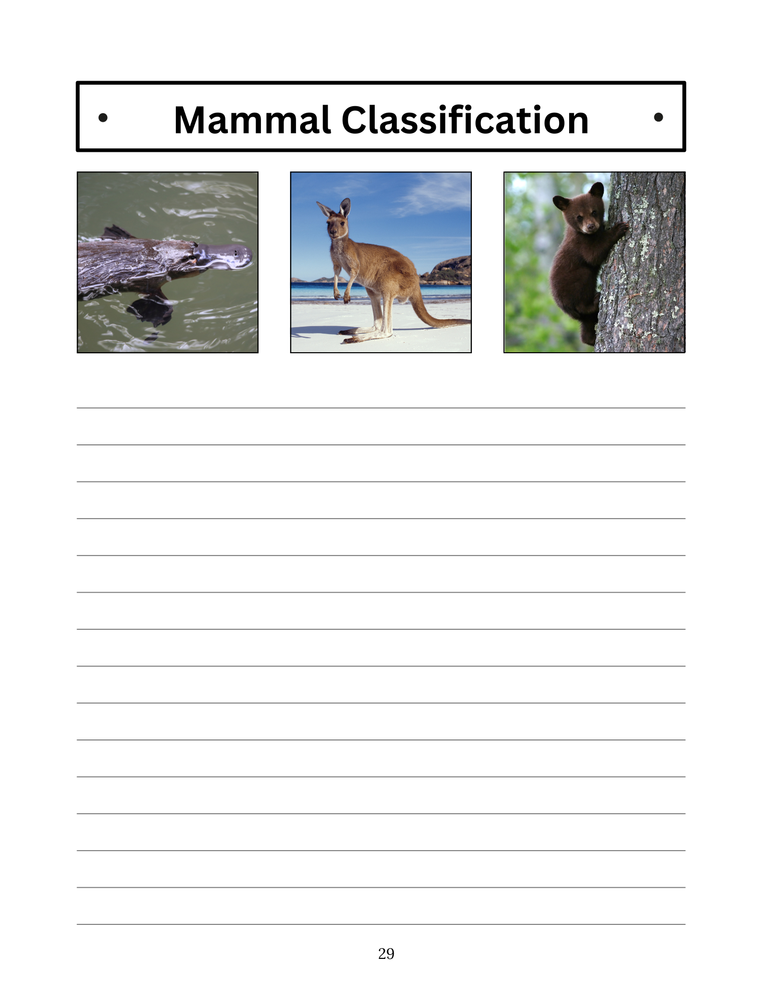 Marvelous Mammals: Our Furry Friends